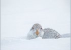 John Scholey_Mountain Hare.jpg